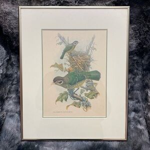 Framed Gould - Spotted
Catbird Art Print